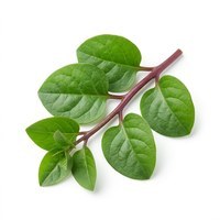 Malabar spinach